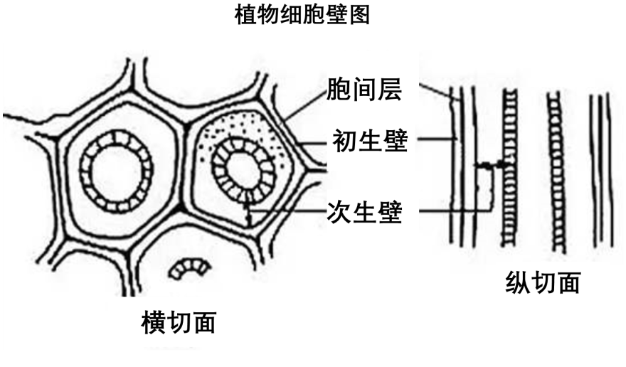 细胞壁的结构示意图图片