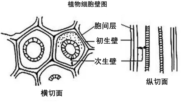 植物细胞壁图