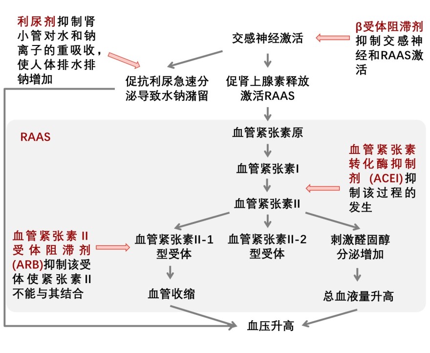 原发性高血压治疗药物作用机制